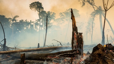 Brennende Wälder als Anzeichen für den fortschreitenden Klimawandel, die größte Herausforderung der Gesellschaft.  | Bild: dpa-Bildfunk/CosmosDirekt