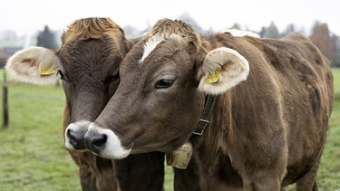 Zwei junge Kühe auf der Weide | Bild: picture alliance/KEYSTONE / ANTHONY ANEX