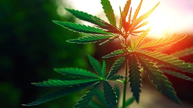 Eine Cannabispflanze. | Bild: stock.adobe.com/Lumppini