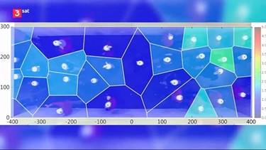nano - Wie funktioniert Abstand halten in der Masse? / Untersuchung / Warteschlangensysteme | Bild: ZDF