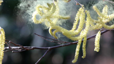 nano - Viele Pollen – mehr Corona | Bild: dpa-Bildfunk