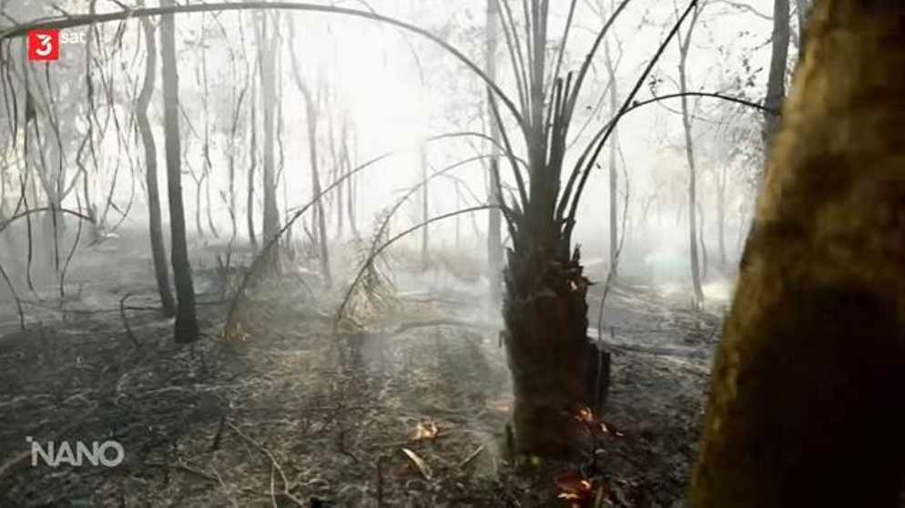 nano / Brände im Regenwald | Bild: 3sat/ZDF