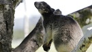 Was macht das Känguru im Baum? / Ein Baumkänguru auf dem Ast. | Bild: BR | TEXT + BILD Medienproduktion GmbH