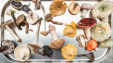 Verschiedene Pilze liegen in einer Schale. | Bild: picture alliance/dpa / Silas Stein