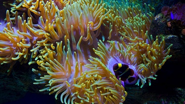 Koralle | Bild: colourbox.com