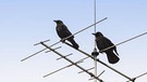 Unbeliebte und unterschätzte Vögel | Bild: planet-wissen.de/WDR
