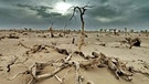 Planet Wissen - Die Wüste wächst · Wie geht Leben unter extremen Bedingungen? | Bild: planet-wissen.de