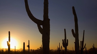 Kakteen im Saguaro-Nationalpark | Bild: picture-alliance/dpa