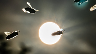 ARCHIV - 07.03.2017, Hessen, Frankfurt/Main: Bienen kehren vor der tief stehenden Sonne auf dem Lohrberg in ihren Korb zurück. Foto: Frank Rumpenhorst/dpa +++ dpa-Bildfunk +++ | Bild: dpa-Bildfunk/Frank Rumpenhorst