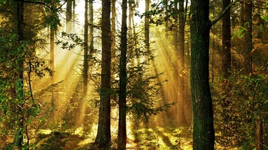 Sonnenstrahlen scheinen durch den Wald. | Bild: stock.adobe.com/Gabriele Rohde