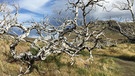 Eine Reise zum südlichsten Ende der Welt | Die knorrige Natur im Nationalpark Torres del Paine. | Bild:  NDR/HR/Monika Birk