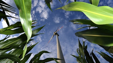 Ein Windrad steht vor weiß-blauem Himmel hinter einem Maisfeld. Der Klimawandelist da, die Folgen werden immer sichtbarer.  | Bild: dpa-Bildfunk/Karl-Josef Hildenbrand