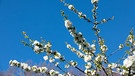 Ein blühender Apfelbaum im Frühling. | Bild: BR/JOHANNA SCHLUETER
