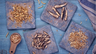 Getrocknete Insekten, wie Wanderheuschrecken, Hausgrillen, Mehlwürmer und Buffalowürmer auf Tellern verteilt. Diese vier essbaren Insekten sind in der EU als Lebensmittel zugelassen.  | Bild: Getty Images/wochit
