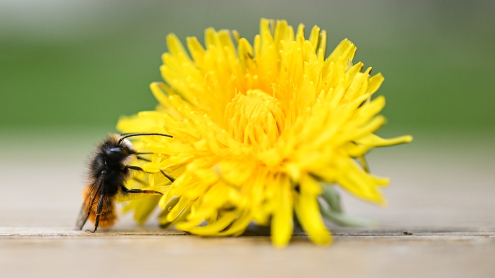 Eine Mauerbiene krabbelt auf einer Löwenzahnblüte. Jedes Jahr am 28. März ist Ehrentag des Unkrauts. Unkraut ist wichtig: Die Blüten der Pflanzen liefern zum Beispiel Bienen Pollen und Nektar. Und auch wir Menschen können Unkraut nutzen.  | Bild: picture alliance/dpa | Arne Dedert