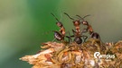Rote Waldameise, Grosse Rote Waldameise (Formica rufa), Ameisen strecken Hinterleib nach vorne, bereiten sich auf Abwehr vor. | Bild: picture alliance / blickwinkel/R. Sturm | Ralph Sturm,Rain