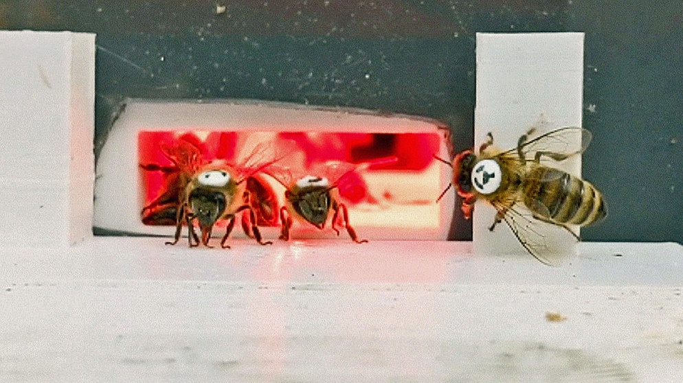 Machine Learning: Mit Bienen und KI menschliches Verhalten entschlüsseln? | Bild: BR
