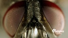 Stubenfliege, Grosse Stubenfliege (Musca domestica)
| Bild: picture alliance / blickwinkel/R. Koenig | R. Koenig