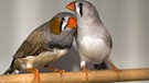 Zebrafinken | Bild: Max-Planck-Institut für Ornithologie
