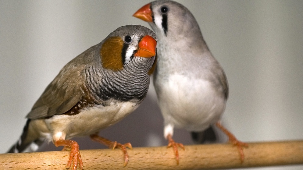 Zebrafinken | Bild: Max-Planck-Institut für Ornithologie