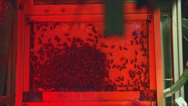 Ein Bienenstock des Forschungsteams, hier sind bisher erst wenige Bienen mit QR-Codes markiert.  | Bild: BR