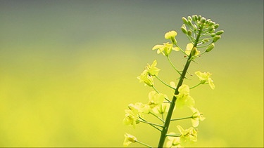 Rapspflanze | Bild: picture-alliance/dpa