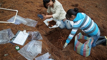 Feldarbeit in einer Kiefernplantage zusammen mit einheimischen Studenten | Bild: Janika Kerner