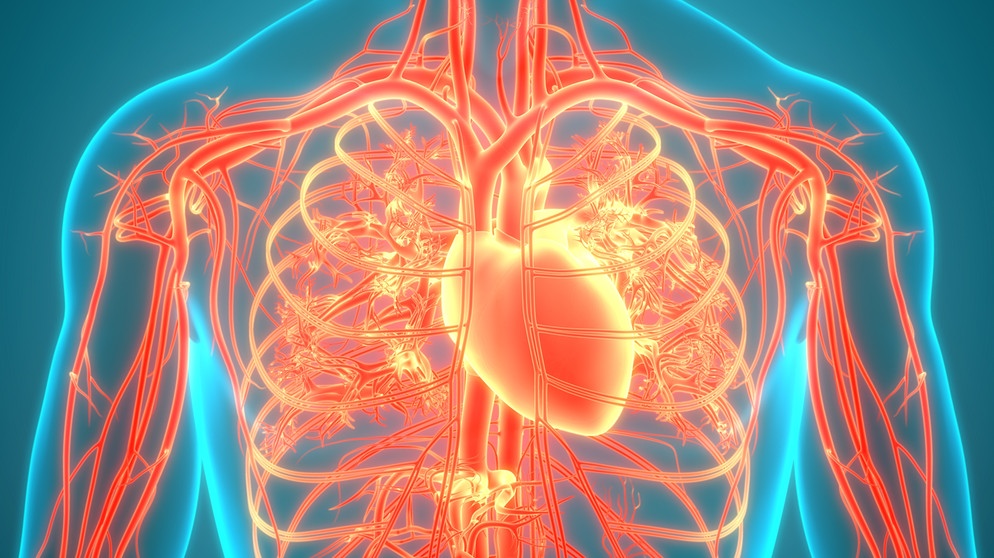3D Illustration Concept of Human Internal Organs Circulatory System Heart Anatomy | Bild: picture alliance / Zoonar | magicmine