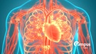 3D Illustration Concept of Human Internal Organs Circulatory System Heart Anatomy | Bild: picture alliance / Zoonar | magicmine