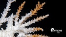 Nahaufnahme von einer absterbenden Koralle (acropora), tropisches Meer mit Campus Talks Logo | Bild: picture alliance / J.W.Alker | J.W. Alker