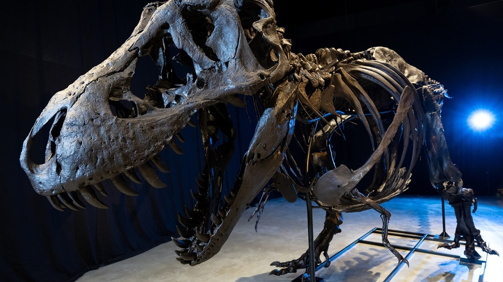 Das Skelett von einem Tyrannosaurus rex steht im Dinosaurier Museum Altmühltal. Ein rund elf Meter langes und vier Meter hohes Skelett eines Tyrannosaurus rex haben Dinosaurier-Experten zusammengebaut. Das Skelett besteht aus echten Fossilien und nachgebauten Knochen und wurde auf den Namen "Torvik" getauft.
| Bild: picture alliance/dpa | Sven Hoppe