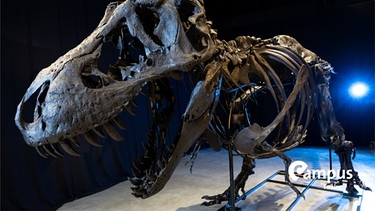 Das Skelett von einem Tyrannosaurus rex steht im Dinosaurier Museum Altmühltal. Ein rund elf Meter langes und vier Meter hohes Skelett eines Tyrannosaurus rex haben Dinosaurier-Experten zusammengebaut. Das Skelett besteht aus echten Fossilien und nachgebauten Knochen und wurde auf den Namen "Torvik" getauft. | Bild: picture alliance/dpa | Sven Hoppe