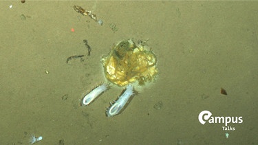 Seegurken fressen die Eisalgen, die von der Unterseite des Meereises der Arktis auf den Meeresgrund gesunken sind. | Bild: picture alliance / dpa | Antje Boetius