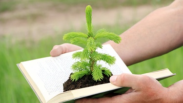 Hände halten ein Buch in Händen aus dem ein Nadelbaum wächst | Bild: colourbox.com