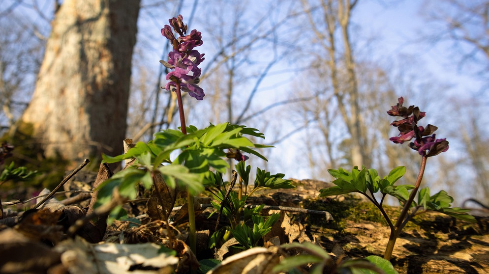 Frühlingserwachen im Selketal Frühblüher im Wald | Bild: picture alliance / Zoonar | daniel kuehne