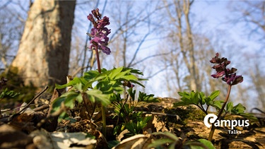 Frühlingserwachen im Selketal Frühblüher im Wald | Bild: picture alliance / Zoonar | daniel kuehne
