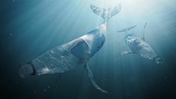 Plastikflaschen-Delfine: „The Beauty“ ist ein Plädoyer gegen die Vermüllung der Meere. | Bild: Animationsinstitut Filmakademie Baden-Württemberg