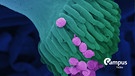 Schwarzer Kolbenschimmel Aspergillus niger Mikroaufnahme Rasterelektro-nenmikroskop REM-Color Aspergillus niger7-4500xc | Bild: picture-alliance / OKAPIA KG, Germany | Dr.Gary Gaugler/OKAPIA