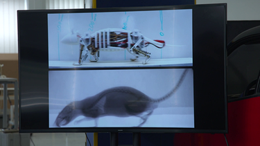 Anhand von Röntgenbilder einer echten Maus wird der Gang entschlüsselt und auf die Robotermaus übertragen. | Bild: BR