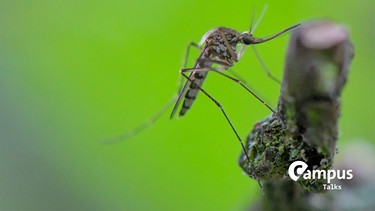 Eine Mücken der Art Aedes vexans hängt an einem Ast. | Bild: picture alliance/dpa/dpa-Zentralbild | Patrick Pleul
