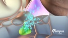 Hormone release in the brain 3d render | Bild: picture alliance / Zoonar | ersin arslan