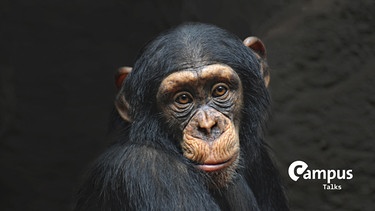 Schimpanse mit intensivem, nachdenklichen Blick mit Campus Talks Logo | Bild: picture alliance / Zoonar | JOACHIM G. PINKAWA.