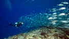 Symbolbild für Campus Talks zu "Was verbindet Fische und Menschen?" Taucherin schwimmt mit Fischschwarm Großaugen-Makrelen (Caranx sexfasciatus) in blauem Wasser über Korallenriff, Insel Fuvahmulah, Indischer Ozean, Malediven, Asien | Bild: picture alliance / imageBROKER | Andrey Nekrasov