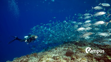 Symbolbild für Campus Talks zu "Was verbindet Fische und Menschen?" mit Campus Taks Logo Taucherin schwimmt mit Fischschwarm Großaugen-Makrelen (Caranx sexfasciatus) in blauem Wasser über Korallenriff, Insel Fuvahmulah, Indischer Ozean, Malediven, Asien  | Bild: picture alliance / imageBROKER | Andrey Nekrasov