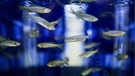 Symbolbild für Campus Talks am 26.06.2023: Wie viel Fisch steckt im Menschen und was hat es mit dem Eisentod der Zellen auf sich? Zebrafische im Labor helfen bei Forsschungsergebnissen, in wieweit Menschen und Fische einen gemeinsamen Ursprung haben. | Bild: picture alliance / PAP | PAWEL SUPERNAK