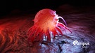 Symbolbild zu "Wie sterben Zellen den eisentod? 3D Illustration von Krebszellen im menschlichen Körper mit Campus Talks Logo | Bild: picture alliance / Westend61 | Spectral