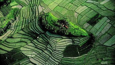 Balis grüne Terrassen der Reisfelder von oben  | Bild: Yann Arthus-Bertrand