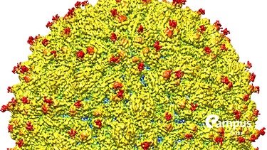 A representation of the surface of the Zika virus with protruding envelope glycoproteins (red) shown. Photo: Kuhn and Rossmann research groups, Purdue University | Bild: picture alliance / dpa | Purdue University