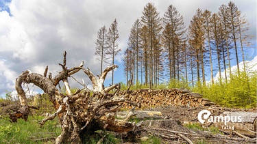 Wernigerode, Deutschland 19. Mai 2021: Der frühere dichte Fichtenwald in Drei Annen Hohe hat sich durch die Klimaveränderung sehr gelichtet. | Bild: picture alliance / Fotostand | Fotostand / Reiss