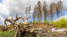 Wernigerode, Deutschland 19. Mai 2021: Der frühere dichte Fichtenwald in Drei Annen Hohe hat sich durch die Klimaveränderung sehr gelichtet. | Bild: picture alliance / Fotostand | Fotostand / Reiss